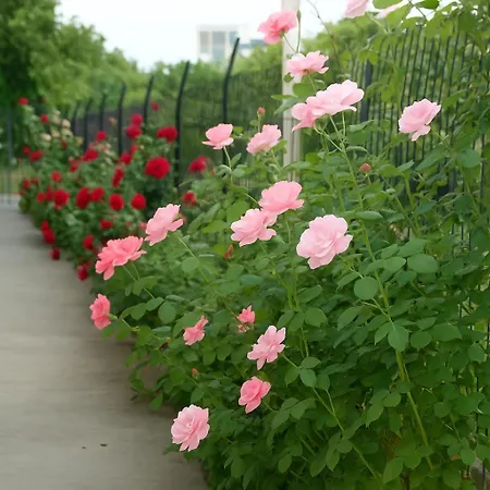 Mare - Mare B Gæstehus Patras