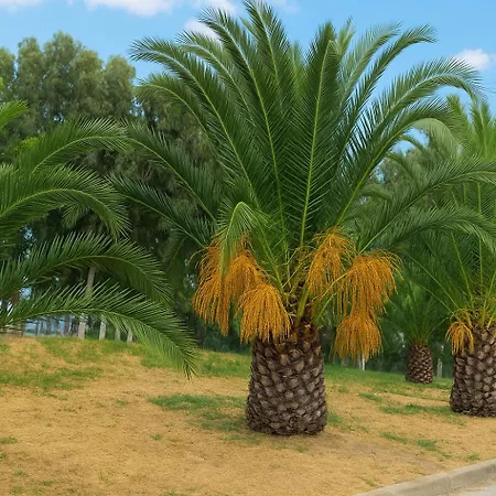 Mare - Mare B Gæstehus Patras